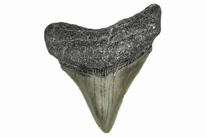 Serrated, Juvenile Megalodon Tooth - North Carolina #355873